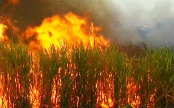 ¡Tragedia! Murieron 11 muchachos dentro de un cañaveral en llamas en el estado Aragua