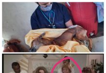 Ni el hermano Cocó lo despoja. «El Coconazo» de Radio Rochela va preso por torturar animales para santería